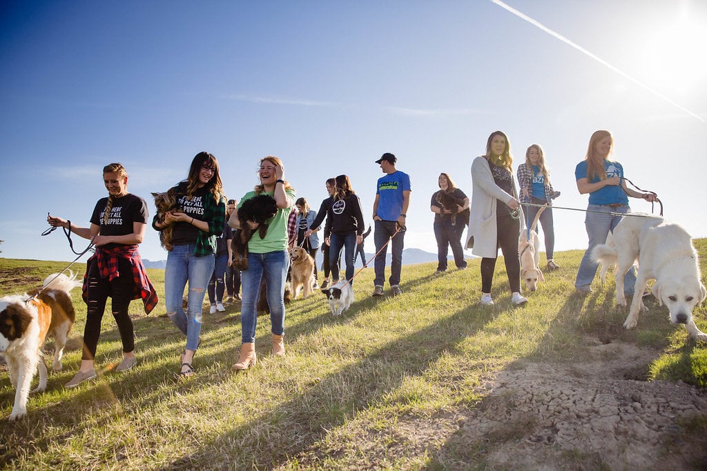 a group of people walking their dogs on a grassy hill